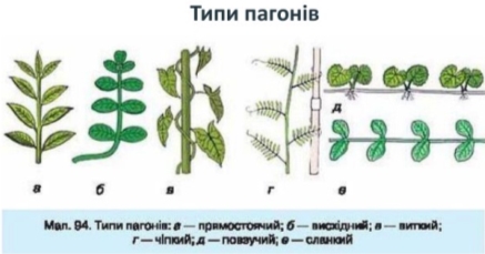 C:\Users\artur\Downloads\пагони.jpg